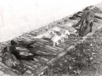 1949_004_135