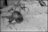 SK_26_A_0928