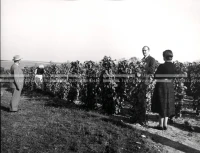 1953_024_070