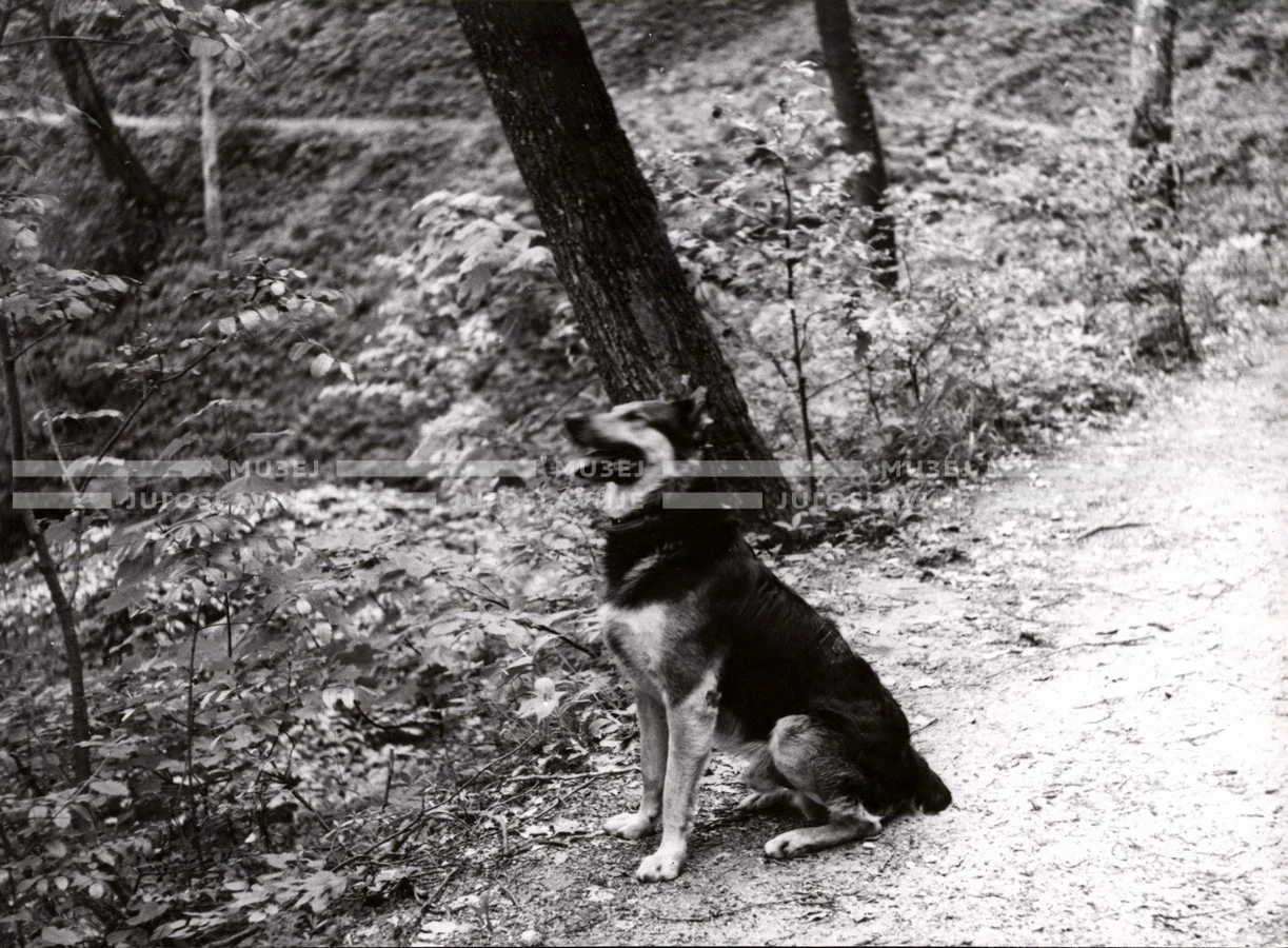 1951_009_075
