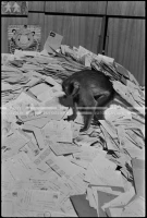 SK_26_A_1051