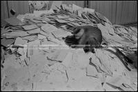 SK_26_A_0931