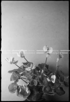 VIS_113_29