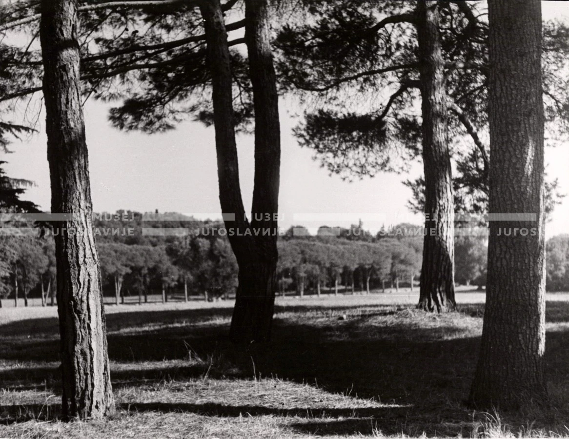 1950_007_095