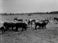 1961_159_101