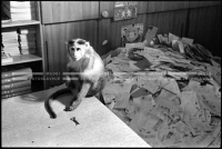 SK_26_A_0980
