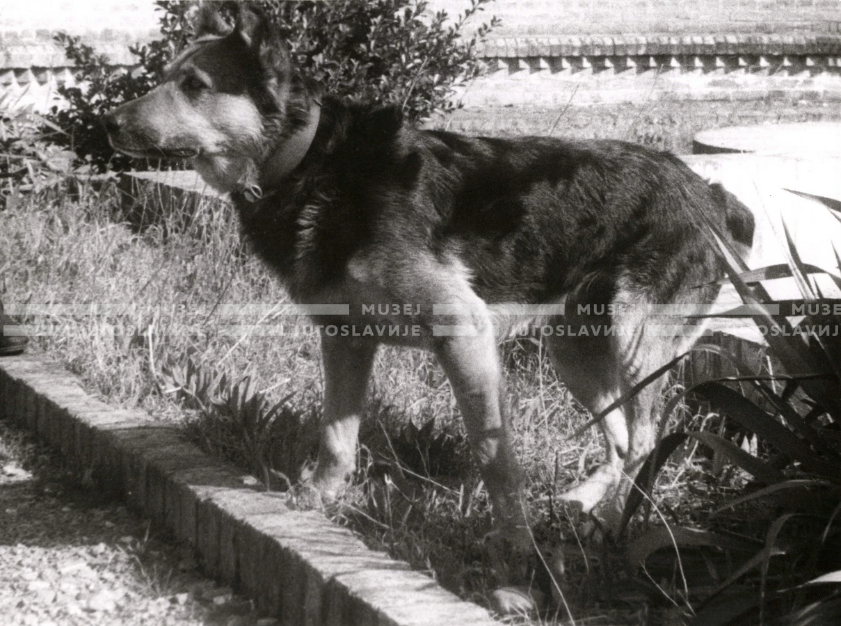 1950_005_127