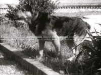 1950_005_127